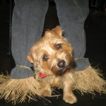 Toto, played by Tilley, with the Scarecrow